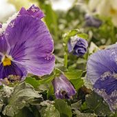 Hardy pansies