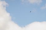 Bald Eagle playing in the updrafts over Highland Park.